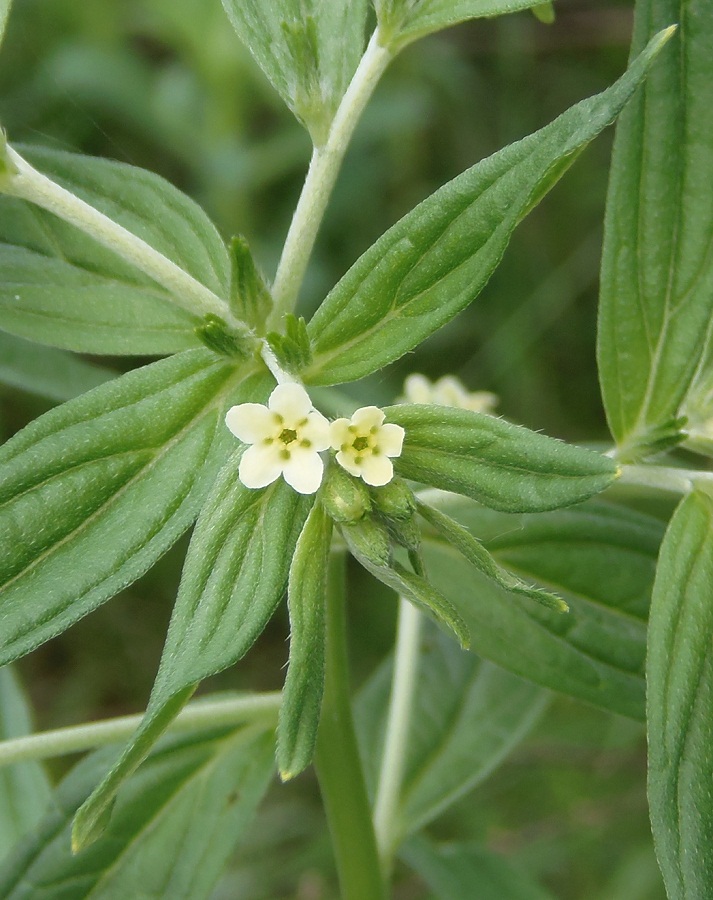 Image of Lithospermum officinale specimen.