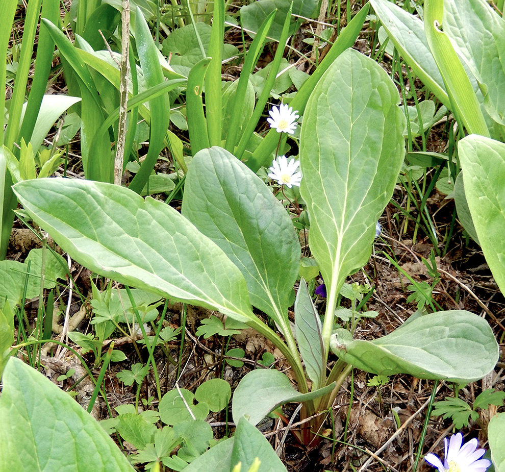 Image of Solenanthus biebersteinii specimen.