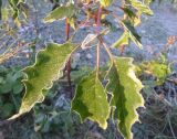 Datura stramonium var. tatula