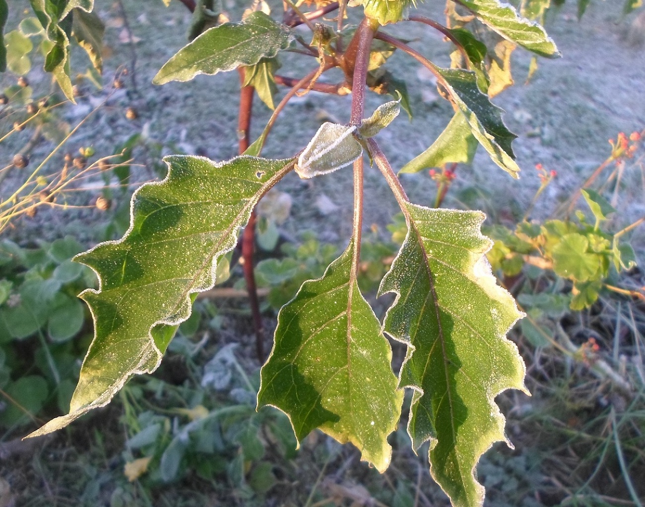 Image of Datura stramonium var. tatula specimen.