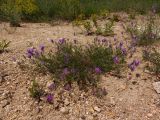 Astragalus onobrychis. Цветущее растение. Украина, Запорожская обл., Розовский р-н, склон возле северо-восточного берега пруда на речке Каратыш. 08.06.2016.