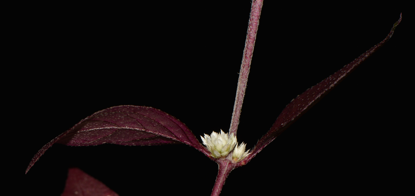 Изображение особи Alternanthera brasiliana.