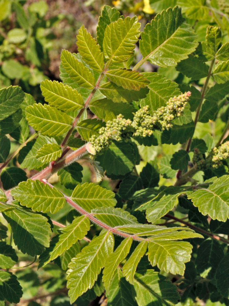 Изображение особи Rhus coriaria.