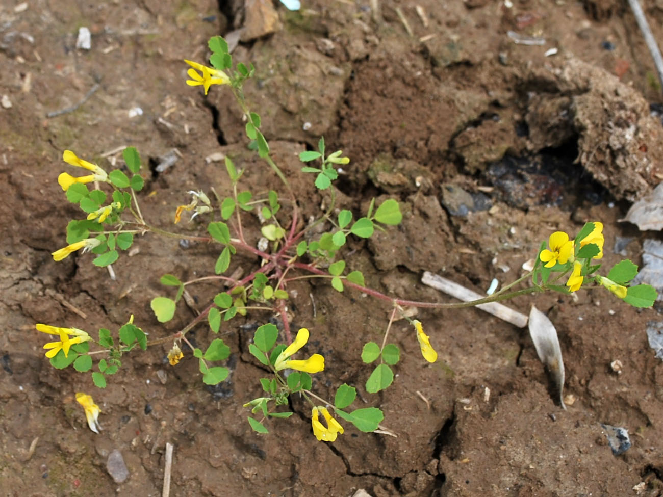 Image of Trigonella grandiflora specimen.