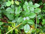 Astilbe chinensis. Листья. Приморский край, о. Русский, многопородный широколиственный лес, обочина дороги. 01.08.2016.