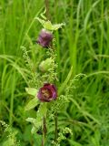 Codonopsis ussuriensis. Часть побега с бутонами и цветками на Artemisia sp. Приморский край, Хасанский р-н, окр. мыса Мраморный, разнотравный луг на приморском склоне. 25.07.2016.