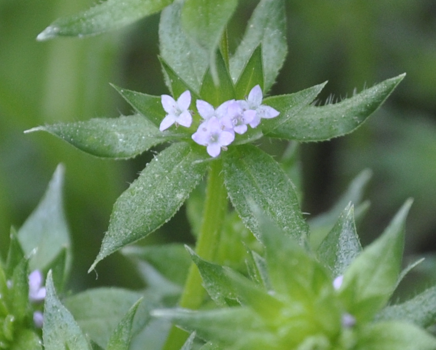 Image of Sherardia arvensis specimen.