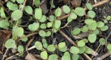 Galium aparine. Проростки. Краснодарский край, Кущевский р-н, станица Шкуринская, зарастающее кострище. 05.04.2017.