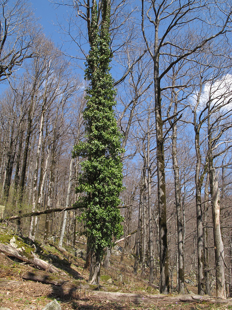 Image of genus Hedera specimen.