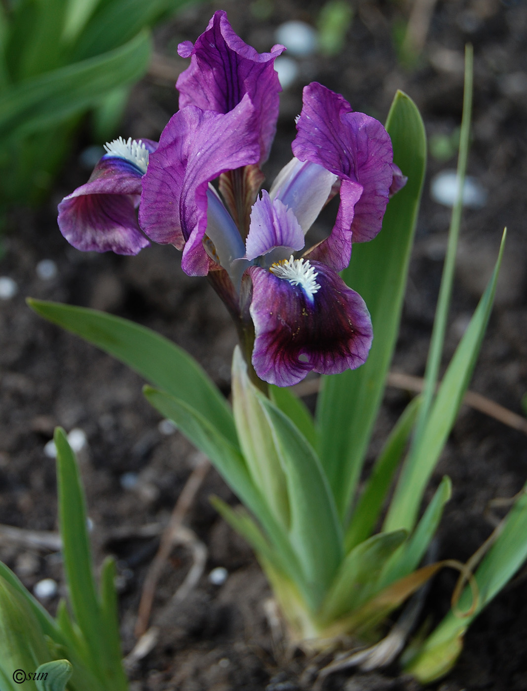 Изображение особи Iris pumila.