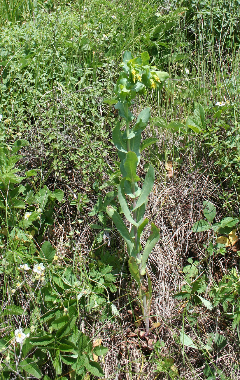 Image of Cerinthe minor specimen.