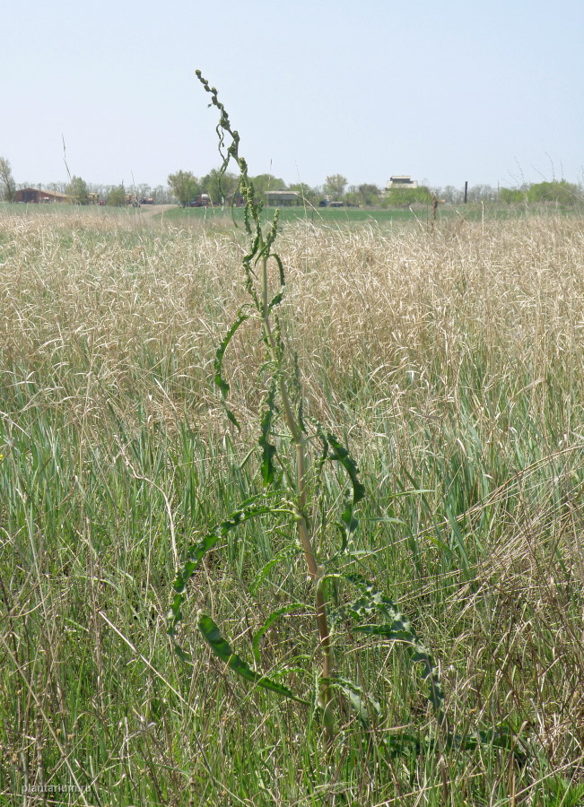 Image of Rumex crispus specimen.