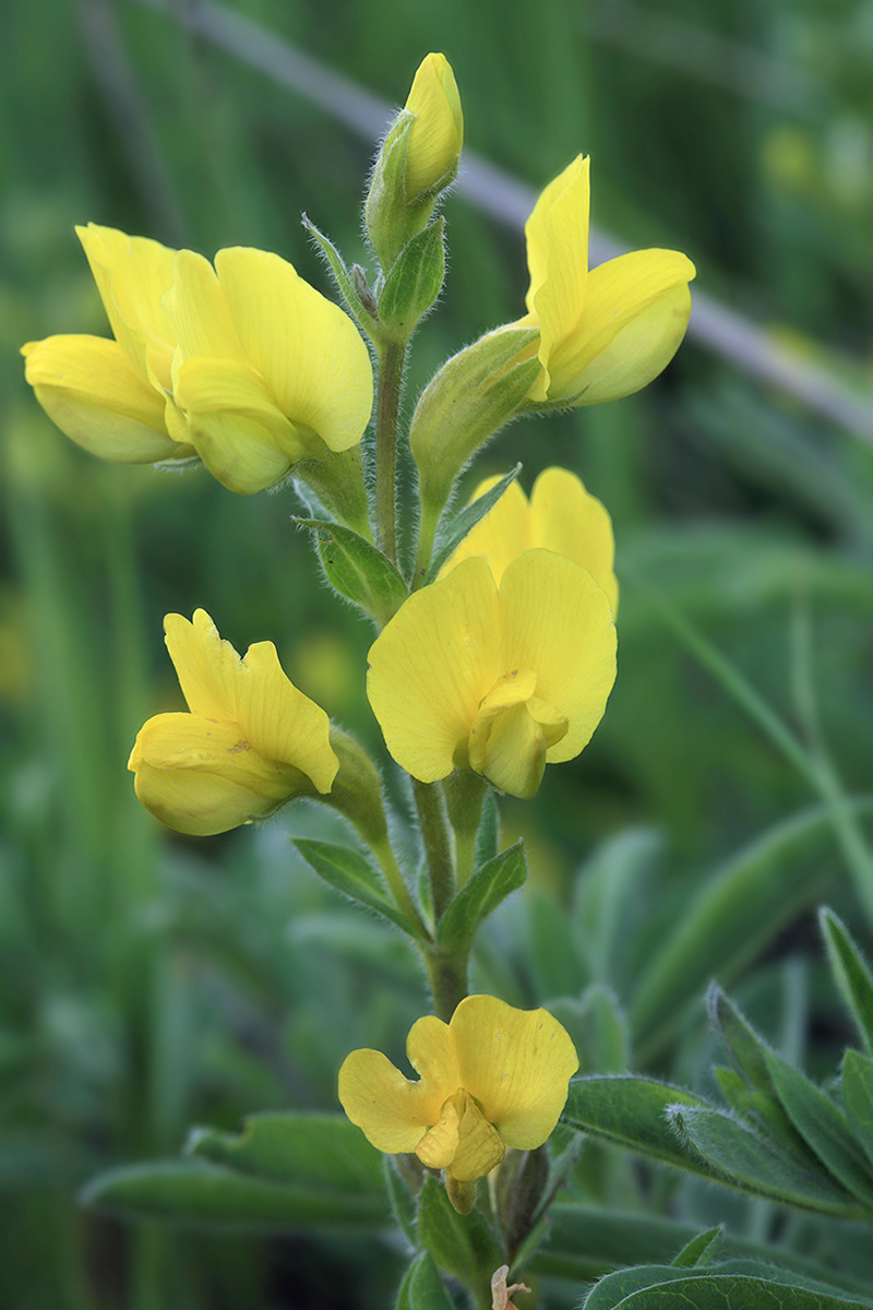 Изображение особи Thermopsis lanceolata.