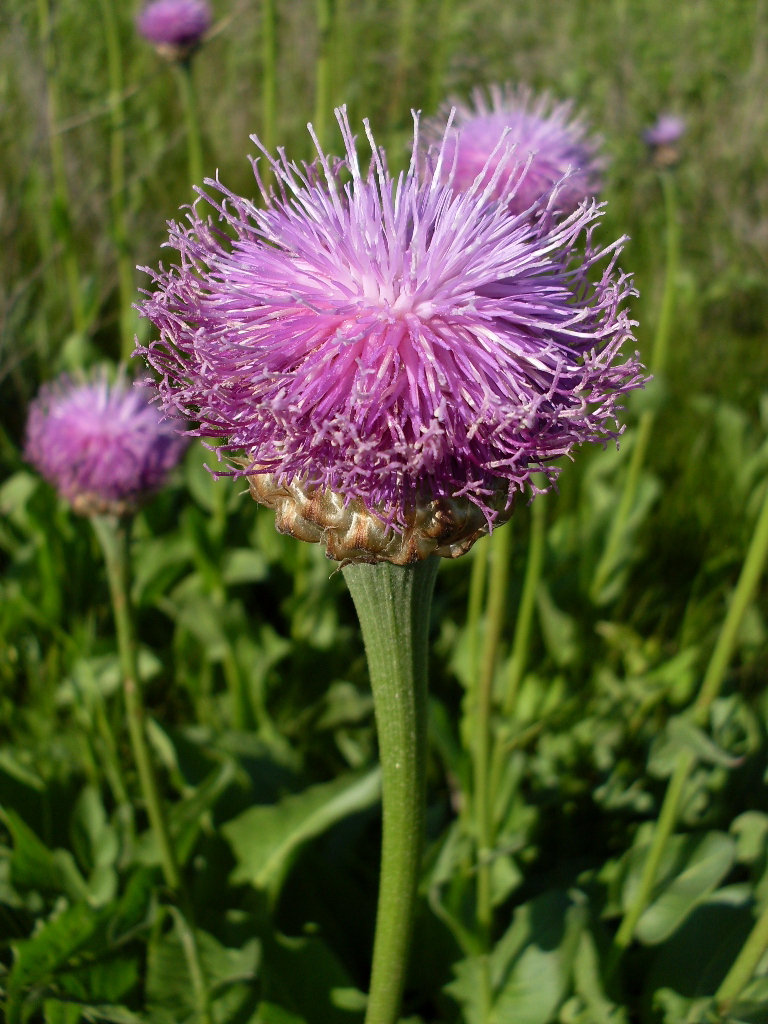 Изображение особи Stemmacantha serratuloides.