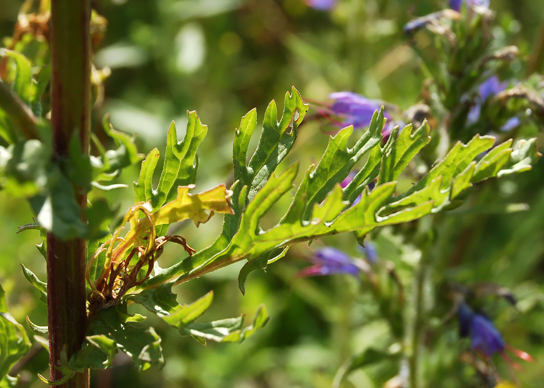 Изображение особи Senecio jacobaea.