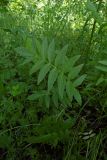 Valeriana officinalis