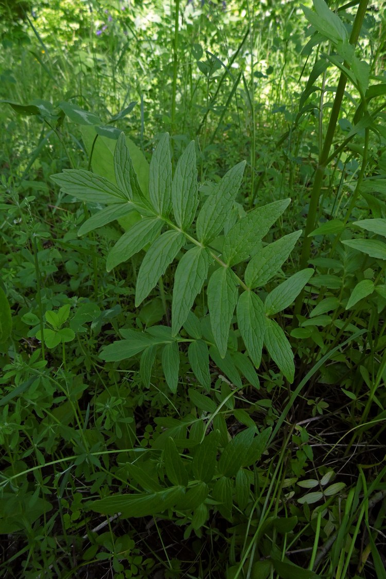 Изображение особи Valeriana officinalis.