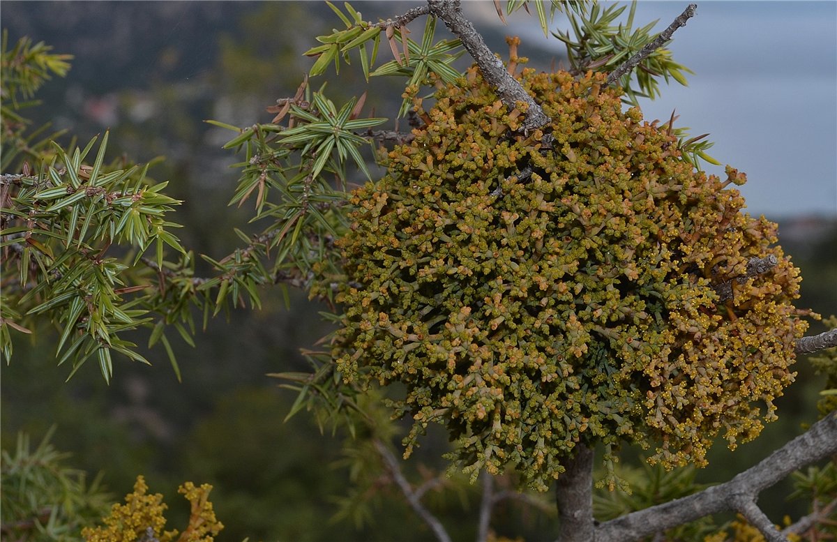 Image of Arceuthobium oxycedri specimen.