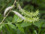 Salix myrsinifolia