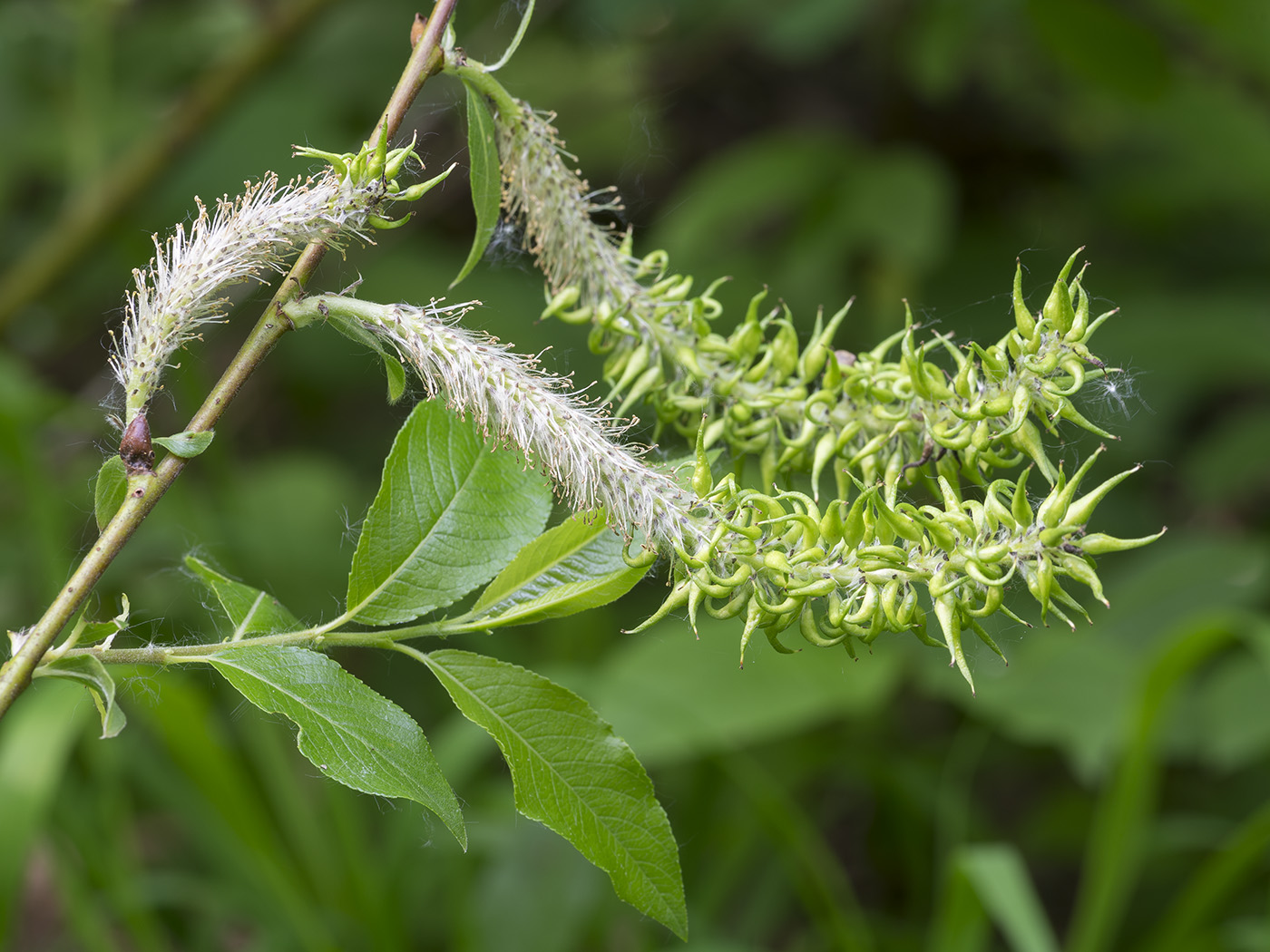 Изображение особи Salix myrsinifolia.