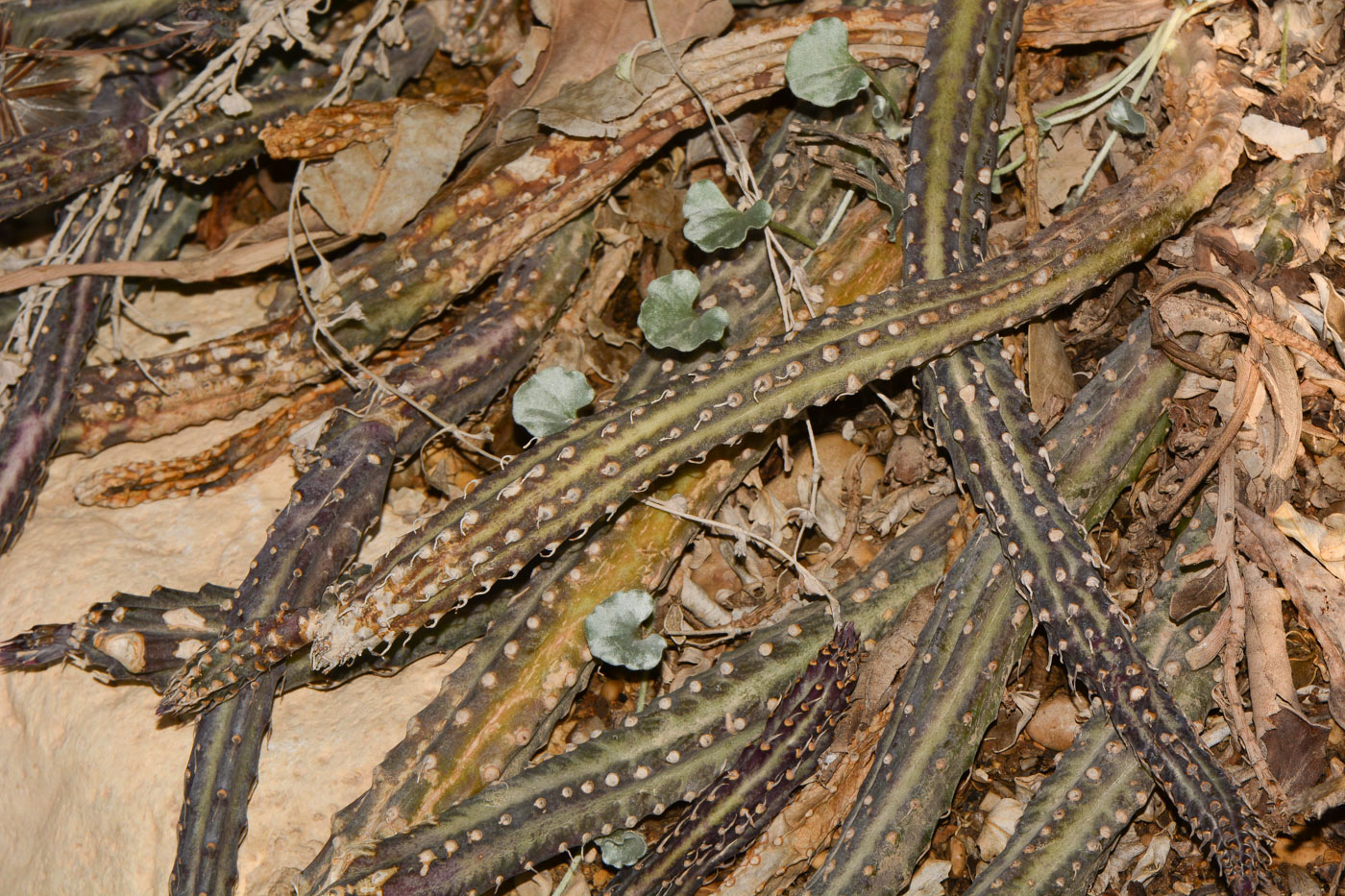 Изображение особи Kleinia stapeliiformis.