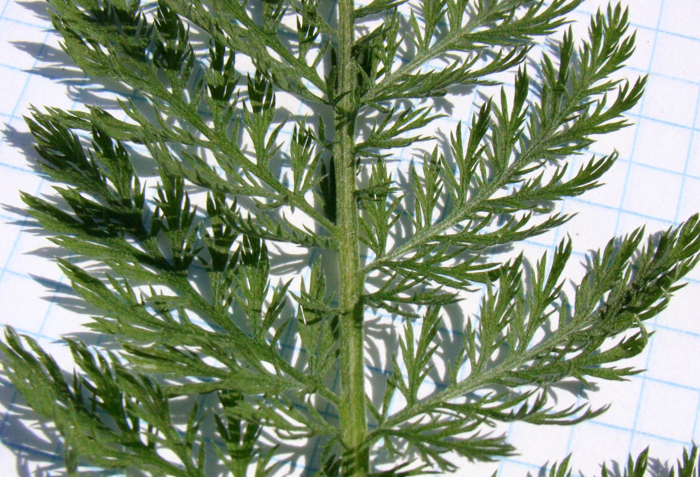 Image of Achillea nobilis specimen.