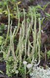 род Cladonia
