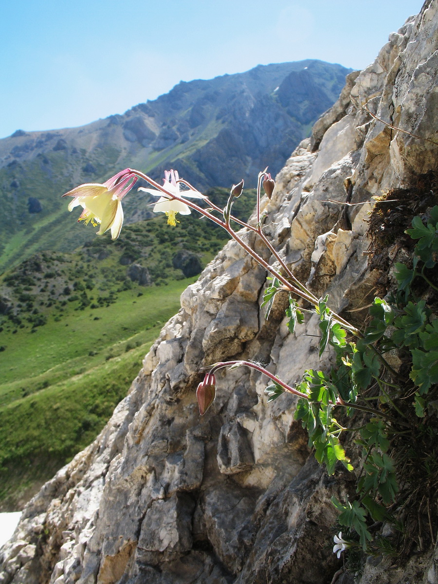 Изображение особи Aquilegia tianschanica.