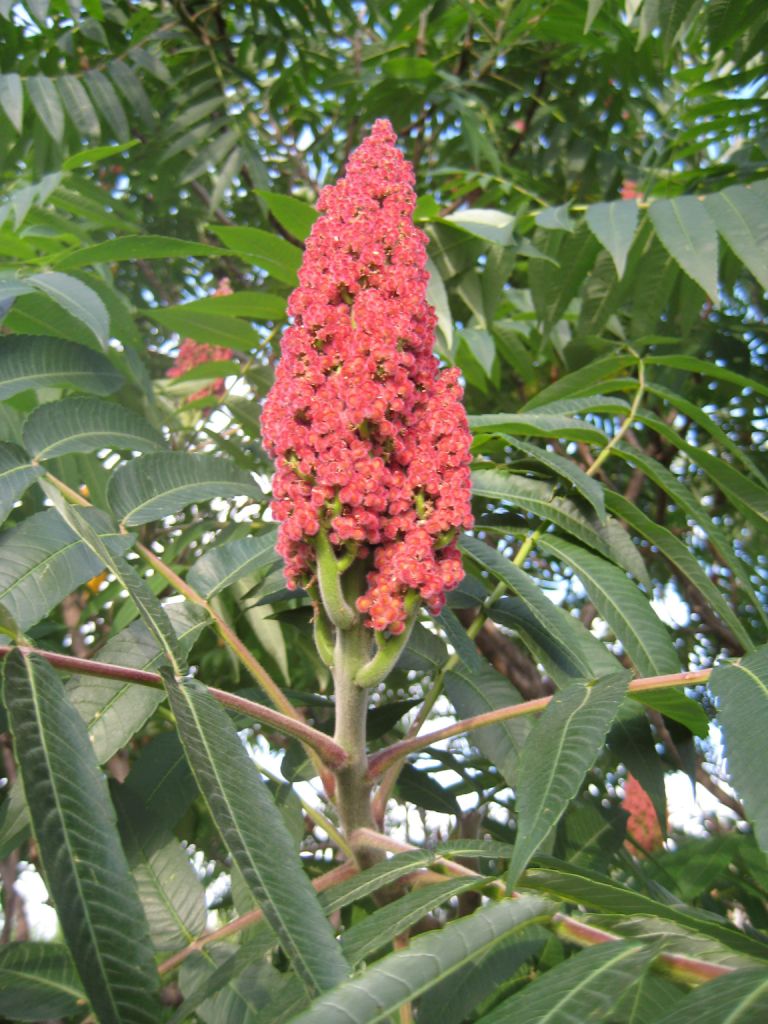 Image of Rhus typhina specimen.