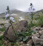 Veronica gentianoides