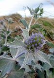 Eryngium maritimum. Веточка с соцветием. Литва, г. Клайпеда, Куршская коса, Смильтине. 05.08.2017.