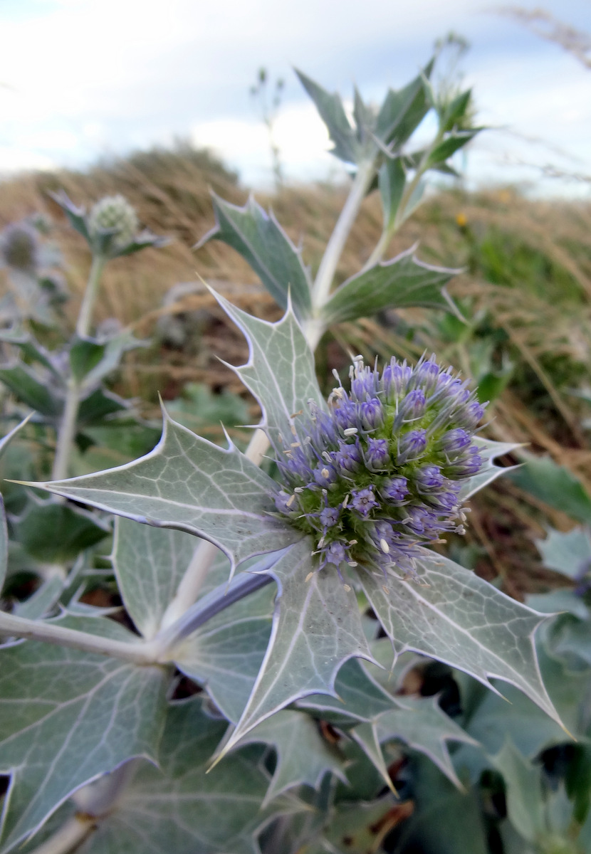 Изображение особи Eryngium maritimum.