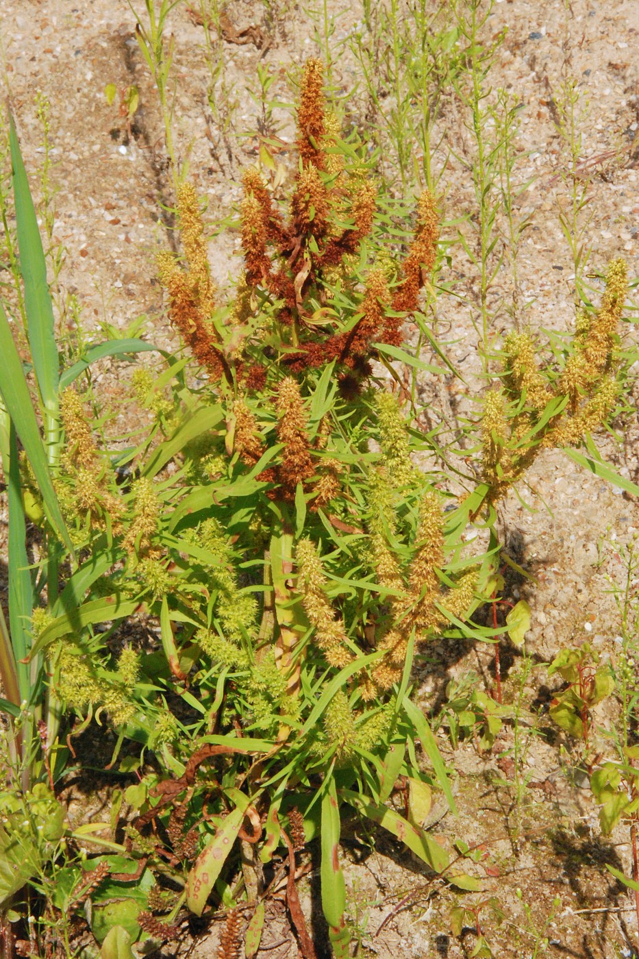 Image of Rumex maritimus specimen.
