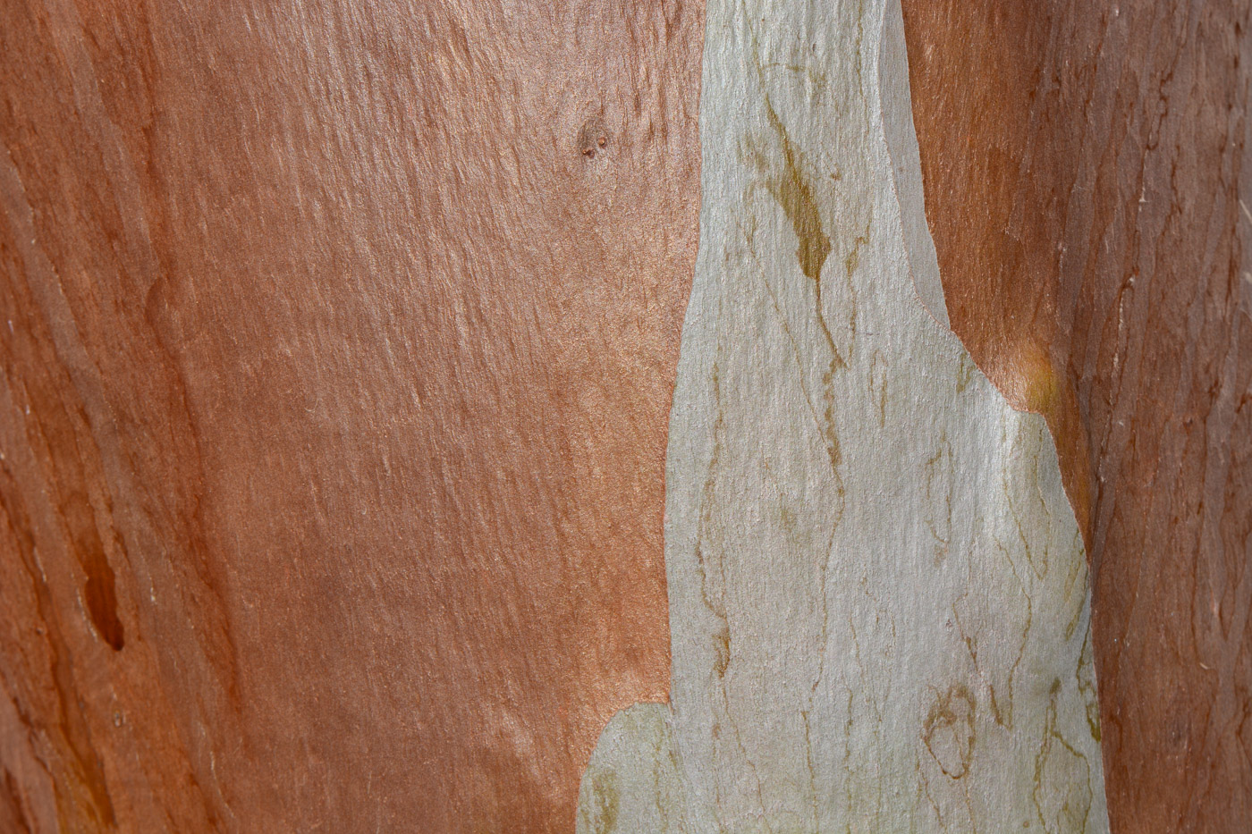 Image of Eucalyptus spathulata specimen.