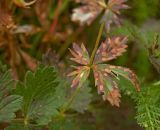 Potentilla erecta