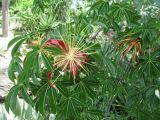 Adansonia madagascariensis