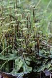 Marchantia polymorpha