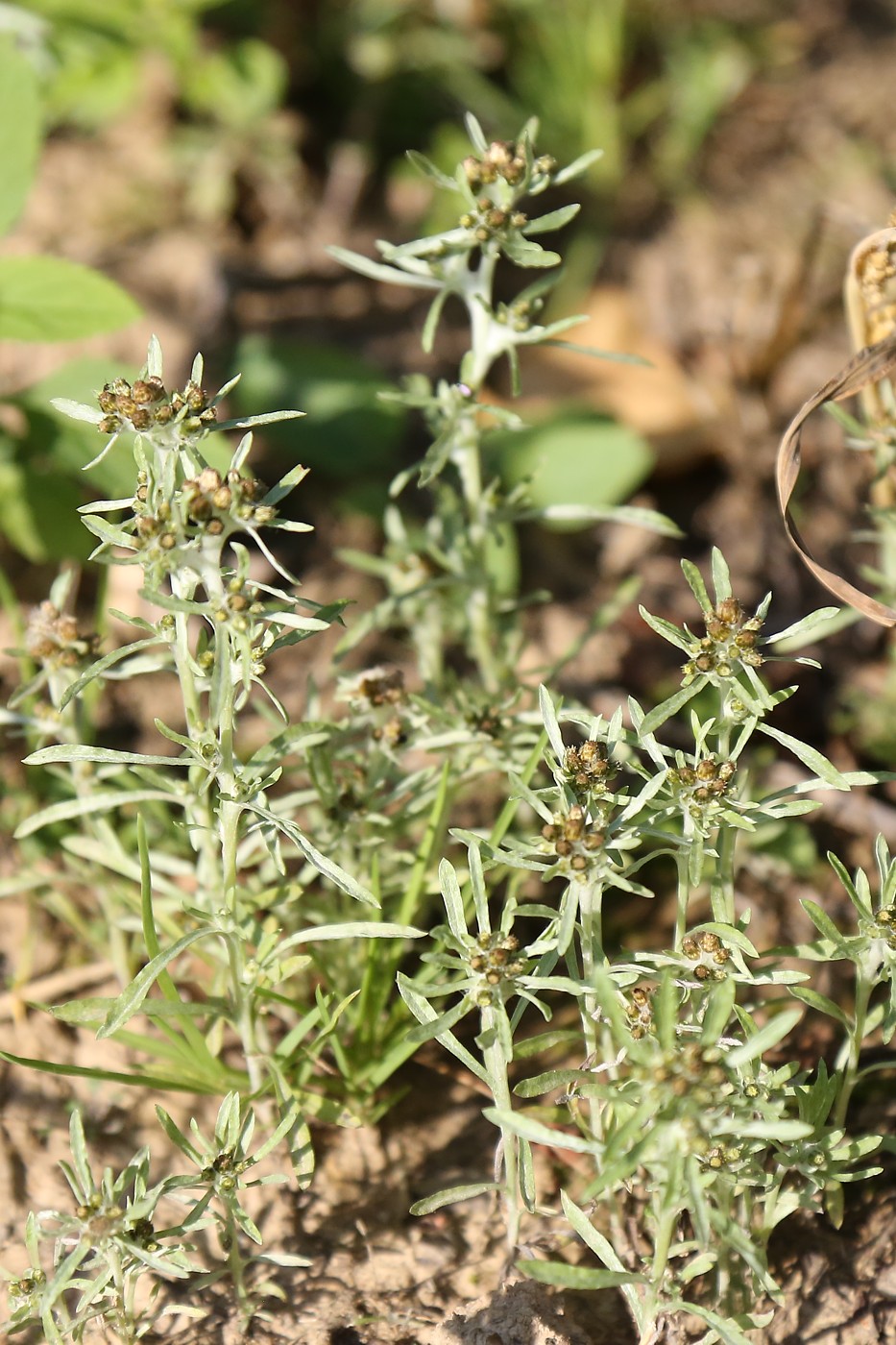 Изображение особи Gnaphalium uliginosum.