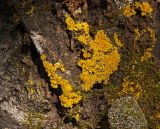 genus Xanthoria