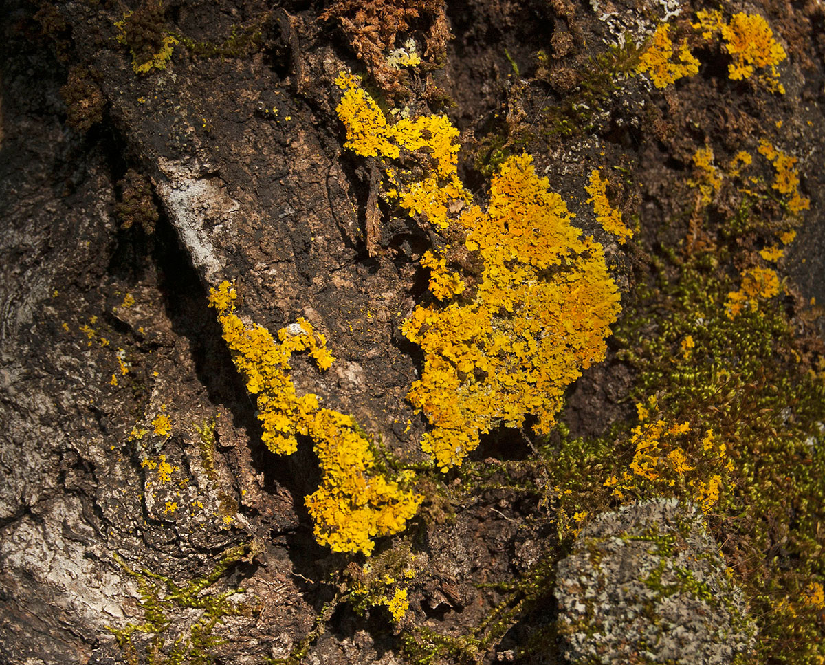 Изображение особи род Xanthoria.