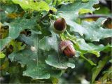 Quercus robur. Ветвь со зрелыми плодами-желудями. Украина, Ивано-Франковская обл., Долинский р-н, окр. г. Долина, дубовые насаждения. 27.09.2017.