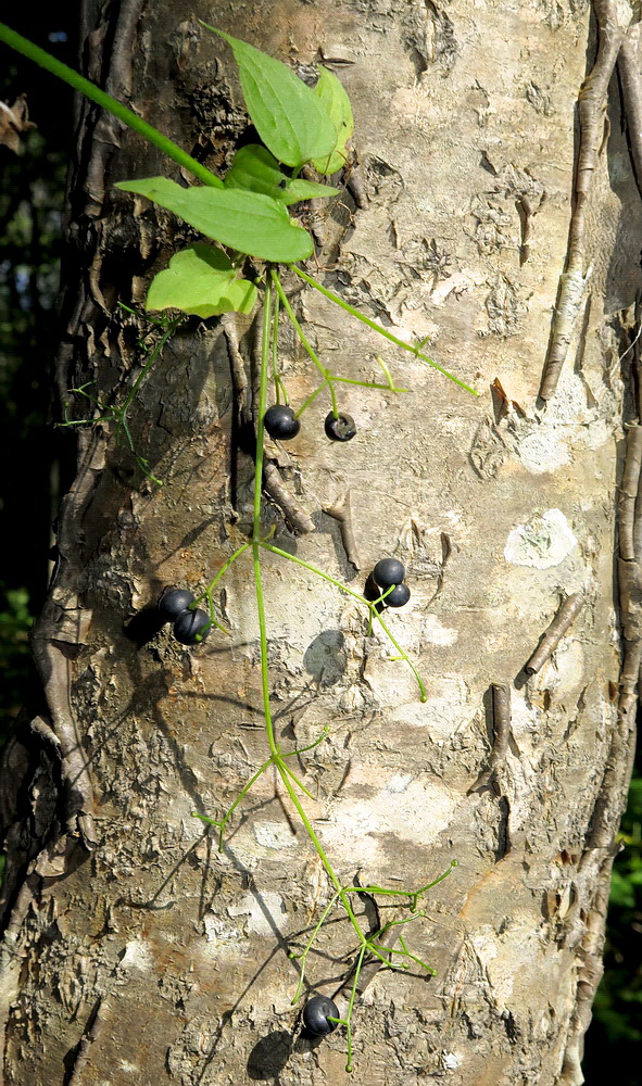 Image of Rubia cordifolia specimen.