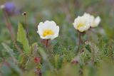 Dryas punctata. Цветущее растение. Якутия, дельта р. Лена, Хараулахский хребет, горный склон, тундра. 09.07.2017.