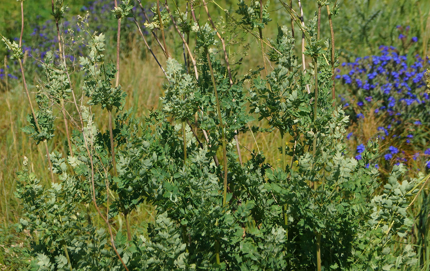Image of Thalictrum appendiculatum specimen.