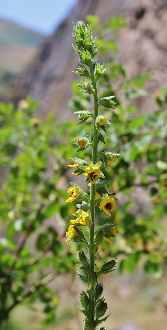 Image of Verbascum macrocarpum specimen.