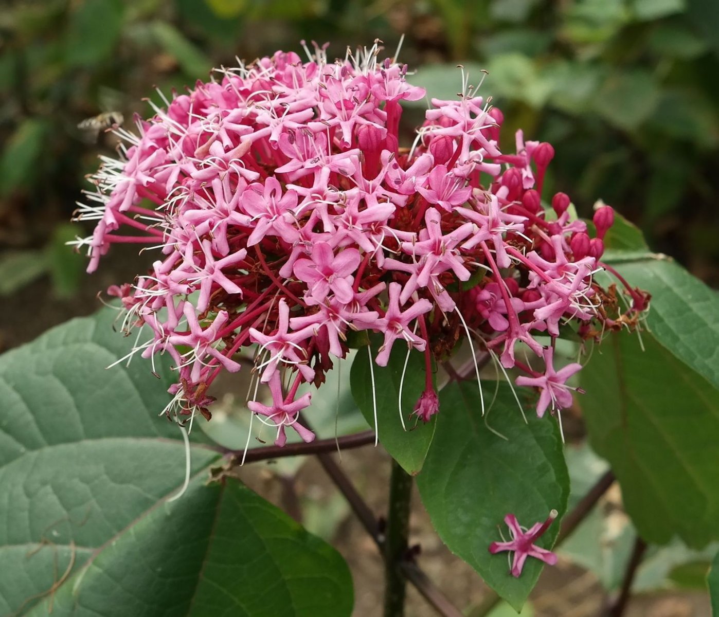 Image of Clerodendrum bungei specimen.