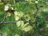 Ulmus minor. Ветвь с плодами. Крым, Байдарская долина. 7 мая 2010 г.