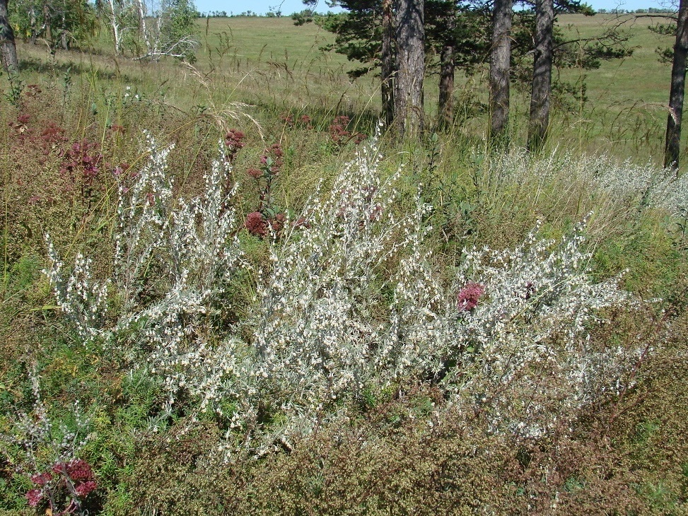Изображение особи Artemisia frigida.