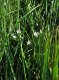 Stellaria graminea. Цветущие растения. Камчатский край, Алеутский р-н, о-в Медный, гавань Преображенская, луг. 18.08.2017.