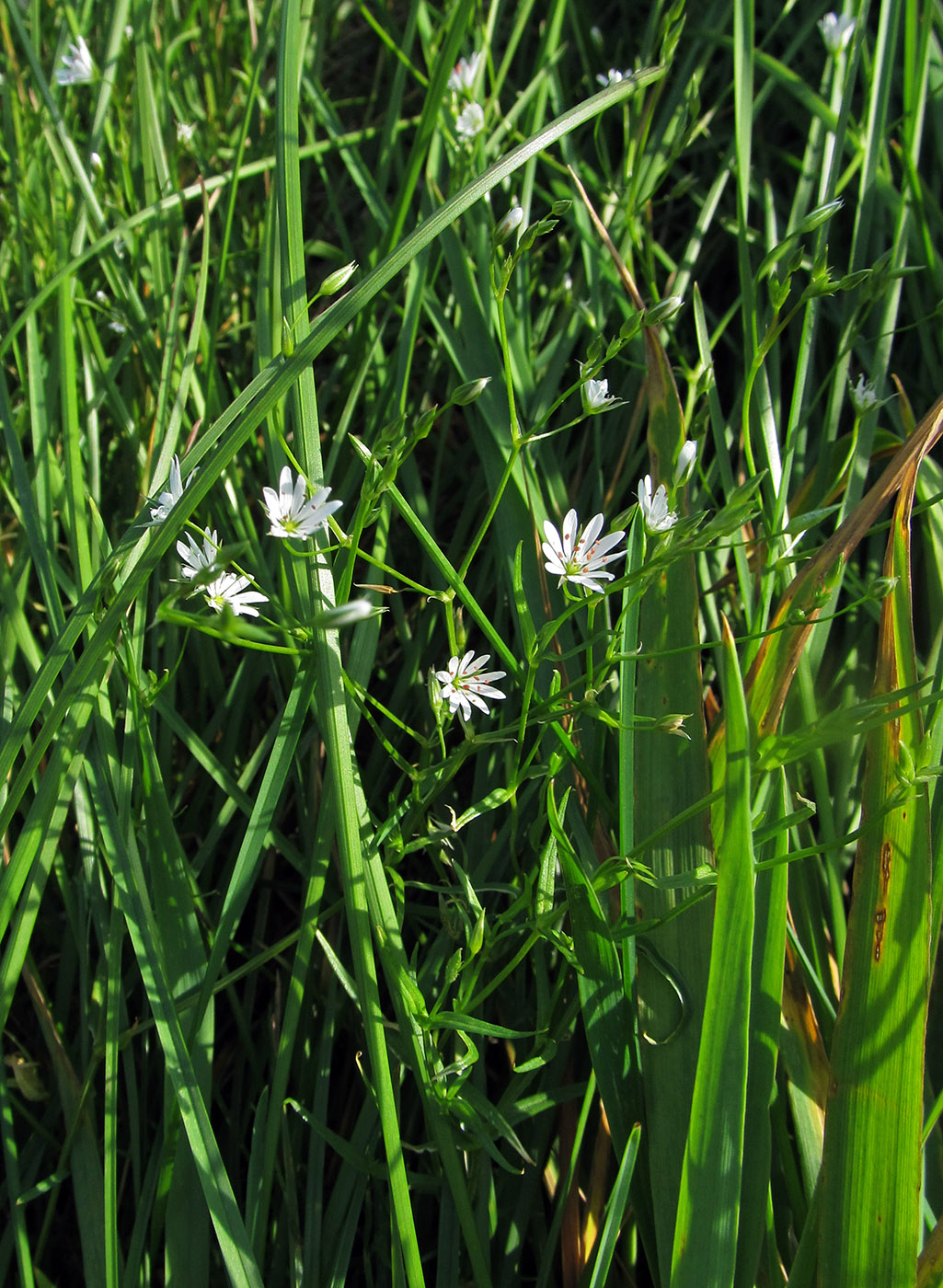 Image of Stellaria graminea specimen.